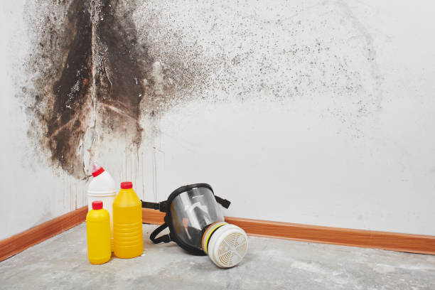 Best Best Mold Removal Companies  in Shaw Heights, CO