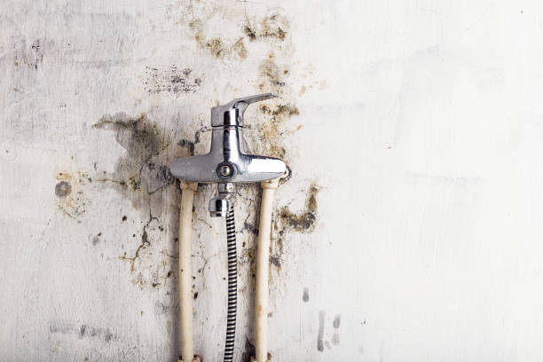 Best Black Mold Removal  in Shaw Heights, CO