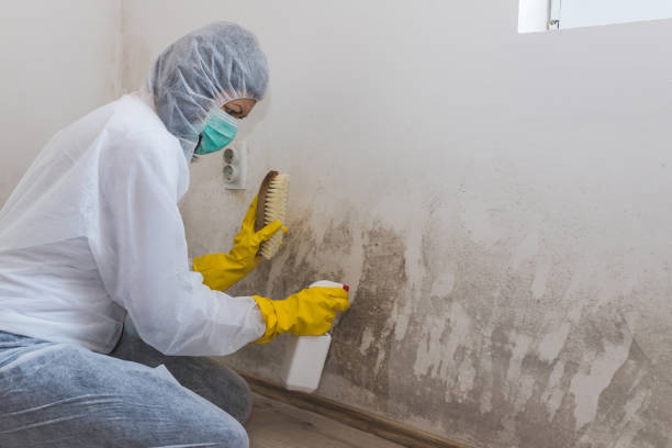 Best Local Mold Removal Service  in Shaw Heights, CO