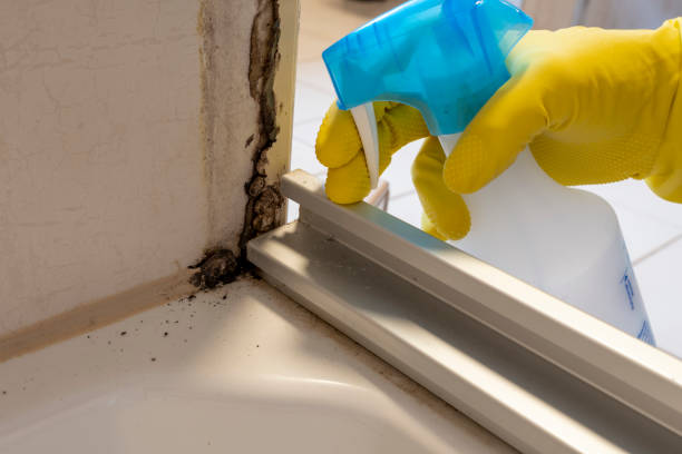 Best Commercial Mold Removal  in Shaw Heights, CO