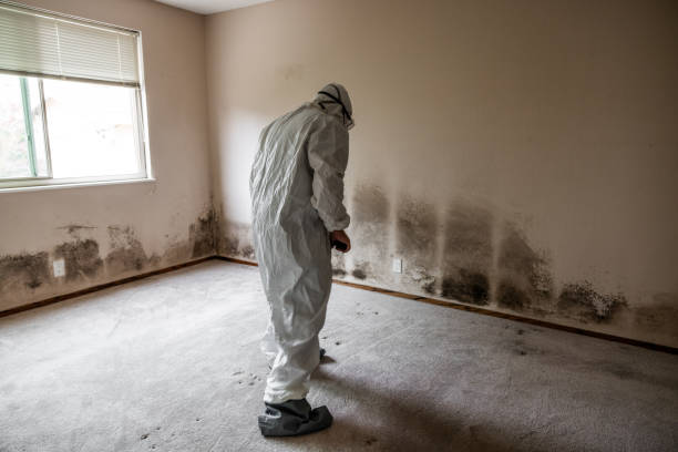 Best Mold Damage Repair  in Shaw Heights, CO