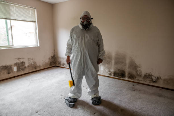 Best Local Mold Removal Service  in Shaw Heights, CO